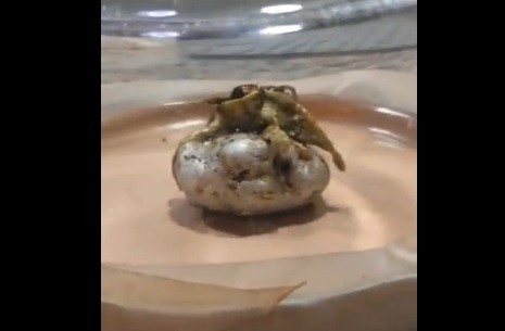 Những người theo dõi thiên thạch cũng chưa xác nhận có tảng đá vũ trụ nào rơi xuống quận Pedregal của Panama vào tháng trước. Ảnh: TikTok.