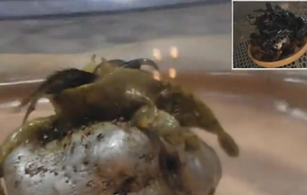 Kin khẳng định mẫu vật mọc đầy xúc tu hiện được cất trong két sắt lớn. Những người nghi ngờ câu chuyện này cho rằng đó là một loài thực vật phổ biến và cảnh thiên thạch rơi xuống được dàn dựng. Ảnh: TikTok.