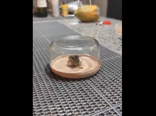 Tiếp đến, một số người chỉ ra Kin có thể nhặt thiên thạch bằng tay không mà không gặp vấn đề gì mặc dù vật thể này đốt cháy nhiều lá cây. Đến nay, sự thật về tảng đá mọc đầu xúc tu của Kin vẫn chưa được giải đáp. Ảnh: TikTok.