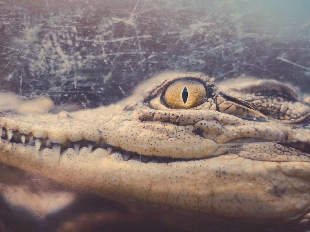 Để khám phá những bí ẩn của quá khứ, các nhà Ai Cập học sử dụng nhiều kỹ thuật khảo cổ học tiên tiến. Đôi khi, họ chỉ cần dùng đến dạ dày của một con cá sấu được ướp xác để giải mã những bí ẩn cổ xưa. Ảnh: Sherif A. Wagih//Getty Images.