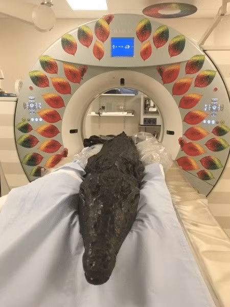 Trong nghiên cứu được công bố trên tạp chí Digital Applications in Archaeology and Cultural Heritage, nhóm chuyên gia cho hay người Ai Cập cổ đại thường loại bỏ nội tạng khi ướp xác con người nhưng những con cá sấu được hiến tế cho thần Sobek vẫn được giữ nguyên nội tạng. Sự khác biệt nhỏ này cho phép họ phân tích nội tạng để giải mã những bí ẩn của nghi lễ hiến tế kỳ lạ. Ảnh: University of Manchester.