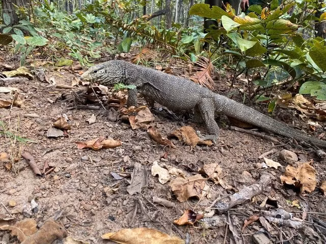 Các cá thể động vật nói trên chủ yếu do người dân tự nguyện giao nộp cho cơ quan chức năng. Trước khi được thả về rừng, chúng đều được Trung tâm Bảo tồn Voi, Cứu hộ động vật và Quản lý bảo vệ rừng Đắk Lắk kiểm tra sức khỏe tổng quát, đánh giá tình trạng ổn định và khả năng thích nghi với môi trường tự nhiên. Ảnh: Kỳ đà vân