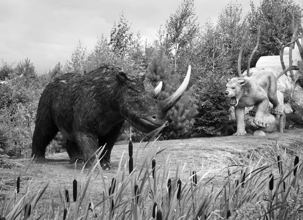 Hiện các chuyên gia chưa rõ lý do vì sao con chó lại chết không lâu sau khi ăn thịt tê giác lông mượt vì nó vẫn chưa tiêu hóa xong con mồi. Ảnh: troyka/Shutterstock.com.