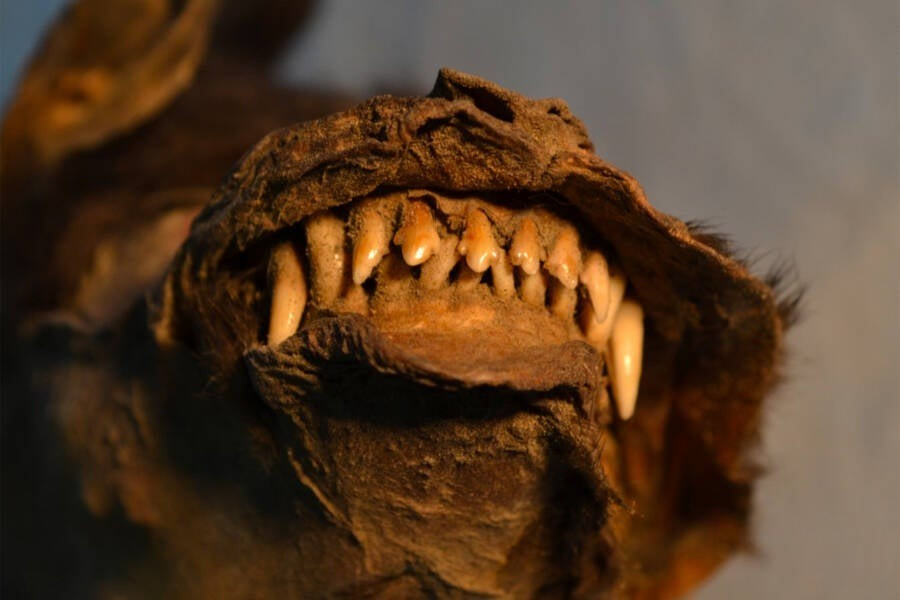 Năm 2011, các nhà khoa học ở Nga đã khai quật được xác của một con con non, có thể là chó hoặc sói, từ kỷ Băng Hà tại Tumat, Siberia. Xác của con vật này được bảo quản rất tốt và bên trong dạ dày còn có một ít mô dính lông. Ảnh: Center for Paleogenetics.