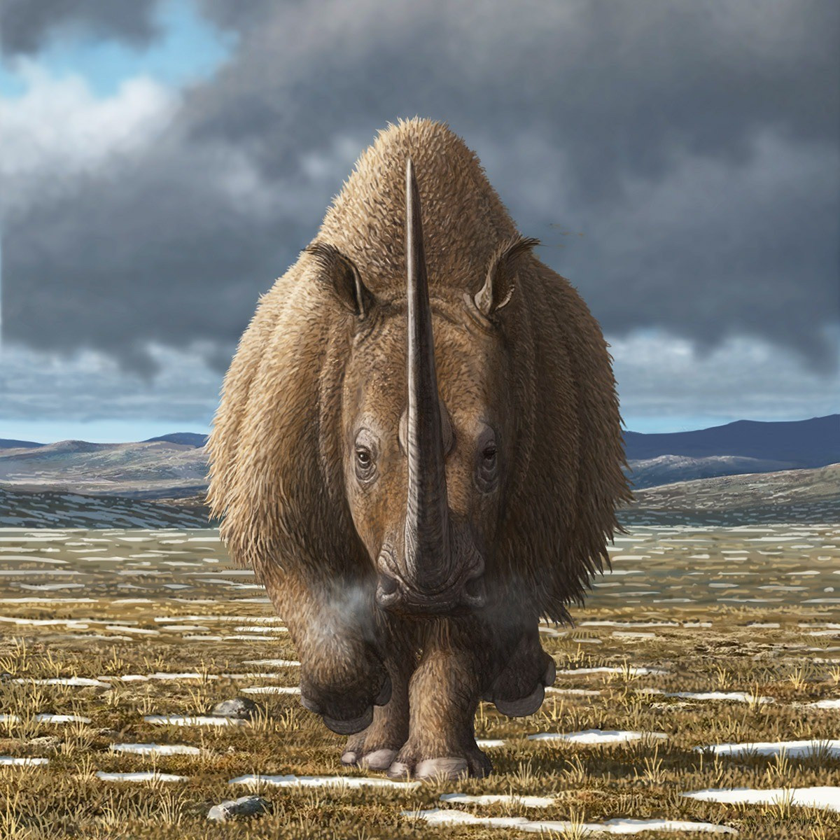 "Điều này hoàn toàn chưa từng có. Tôi chưa từng thấy loài ăn thịt nào thời kỳ Băng Hà bị đóng băng mà tìm thấy những mảnh mô bên trong dạ dày", giáo sư di truyền học tiến hóa Love Dalen tại Trung tâm Cổ sinh vật Di truyền thuộc Đại học Stockholm và Bảo tàng Lịch sử Tự nhiên Stockholm cho hay. Ảnh: Mauricio Anton.