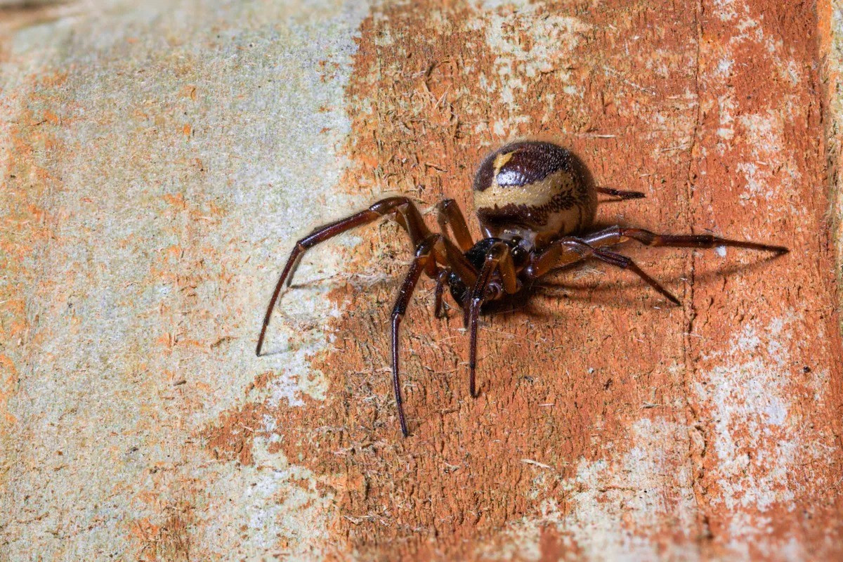 Nhện false widow không phải loài bản địa ở Anh và được cho là đã du nhập vào nước này từ quần đảo Canary trong các hộp đựng chuối vào cuối những năm 1800 trước khi dần lan rộng về phía bắc. Ảnh: Andi Edwards.