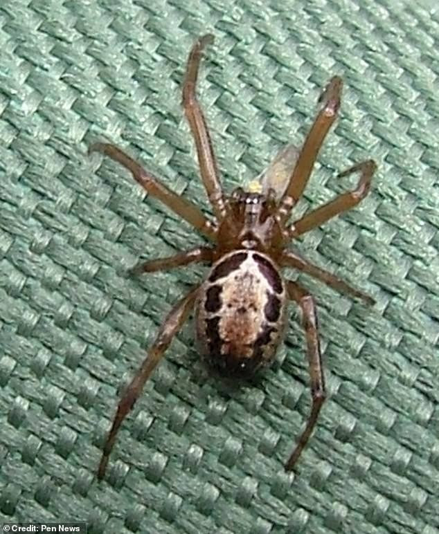 Loài nhện độc có tên False Widow được biết tới là loài nhện "nguy hiểm nhất" của Vương quốc Anh với vết cắn "không thể chịu đựng được" sắp xâm chiếm các ngôi nhà trên khắp đất nước. Ảnh: Pen News.