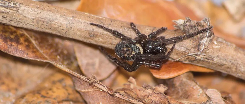 Theo một báo cáo năm 2020 của nhà động vật học Clive Hambler từ Đại học Oxford, loài nhện false widow (Steatoda nobilis) được xem là "loài nhện nguy hiểm nhất đang sinh sản tại Anh". Ảnh: Steve_Hardiman.