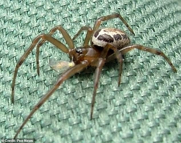 Các chuyên gia cảnh báo nhện độc false widow sẽ xuất hiện với số lượng lớn hơn khi mùa giao phối của chúng bắt đầu vào cuối tháng 8 này. Ảnh: Pen News.