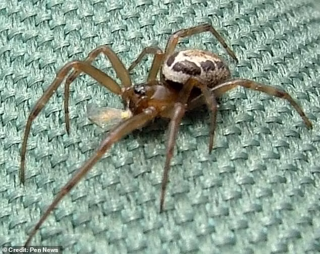 Các chuyên gia cảnh báo nhện độc false widow sẽ xuất hiện với số lượng lớn hơn khi mùa giao phối của chúng bắt đầu vào cuối tháng 8 này. Ảnh: Pen News.