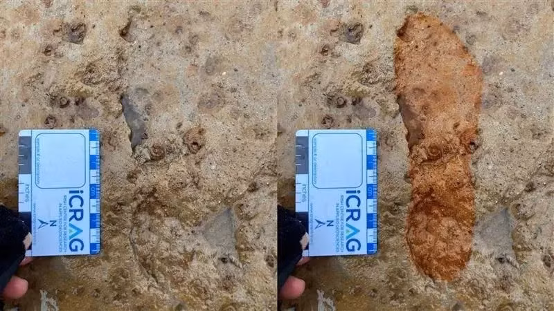 Thêm nữa, nhóm chuyên gia cũng sử dụng thạch cao để tạo khuôn cho một số dấu chân được bảo tồn tốt hơn, được tạo ra bởi con người đi chân trần và một số động vật, bao gồm hươu đỏ (Cervus elaphus) và hươu nai (Capreolus capreolus). Ảnh: thearchaeologist.org.