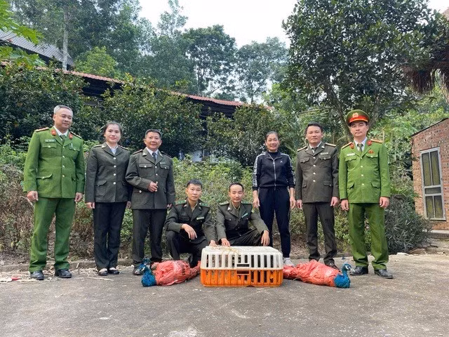 Qua kiểm tra, lực lượng chức năng xác định 3 cá thể động vật gồm: 2 con công Ấn Độ (tên khoa học Pavo cristatus) và 1 khỉ mốc (tên khoa học Macaca assamensis). Tất cả các loài này đều thuộc nhóm IIB - nhóm động vật nguy cấp, quý hiếm. Ảnh: suckhoedoisong.