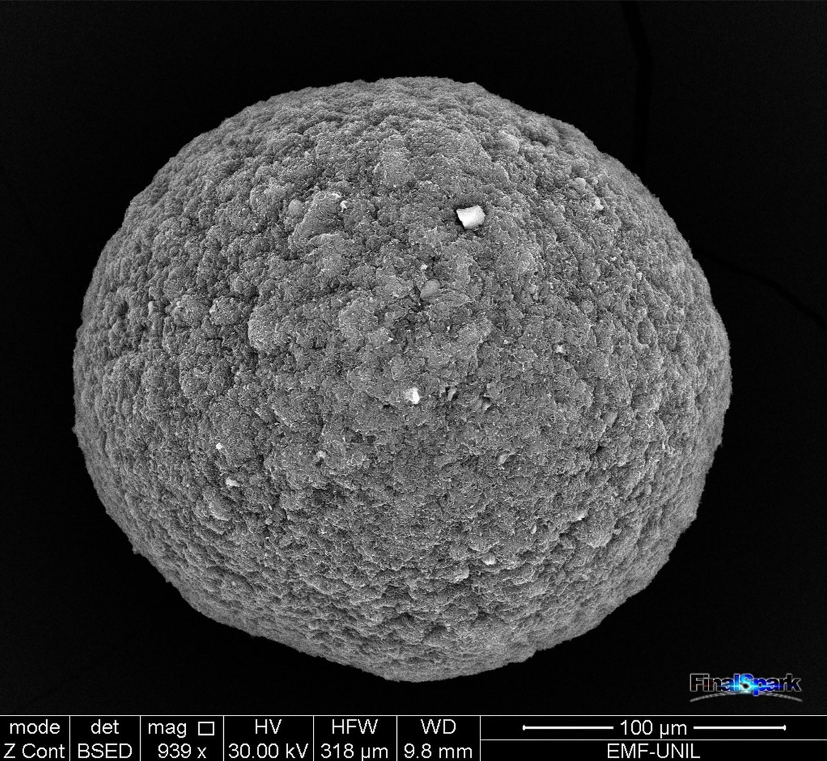 Sau khi trải qua quá trình kéo dài vài tháng, organoid sẵn sàng gắn vào điện cực rồi được kích thích để phản ứng với phím tắt đơn giản. Đây là một phương tiện để truyền và nhận tín hiệu điện và kết quả được ghi lại trên máy tính thường gắn kèm hệ thống. Ảnh: FinalSpark.