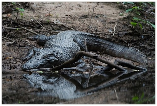 Thức ăn chủ yếu của cá sấu nước ngọt gồm: cá, cua, ếch nhái, chim và các loài thú nhỏ như chuột. Ảnh: Thor Håkonsen.