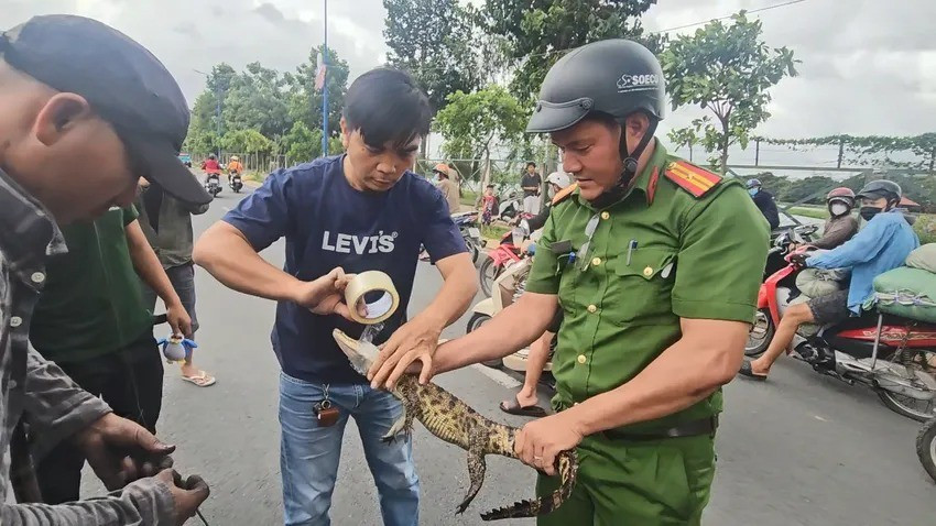 Sau khi tiếp nhận, kiểm lâm viên thuộc Chi cục Kiểm lâm TP.HCM xác định đó là một con cá sấu nước ngọt, nặng khoảng 2 kg, dài khoảng 79 cm. Con vật được đưa về chăm sóc, cứu hộ theo quy định. Ảnh: PLO.