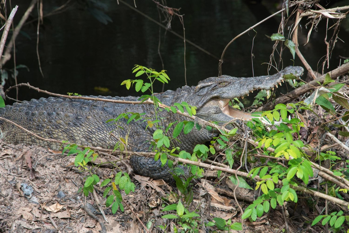 Môi trường sinh sống của cá sấu nước ngọt là các sông hồ lớn, đầm lầy nước ngọt, nơi nước lặng hoặc chảy chậm. Chúng chủ yếu ở dưới nước, ngày nắng nóng mới trồi lên mặt nước hoặc lên cạn để tự điều chỉnh thân nhiệt. Ảnh: thainationalparks.