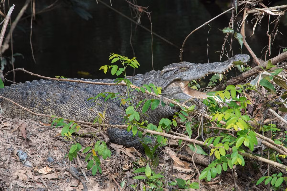 Môi trường sinh sống của cá sấu nước ngọt là các sông hồ lớn, đầm lầy nước ngọt, nơi nước lặng hoặc chảy chậm. Chúng chủ yếu ở dưới nước, ngày nắng nóng mới trồi lên mặt nước hoặc lên cạn để tự điều chỉnh thân nhiệt. Ảnh: thainationalparks.