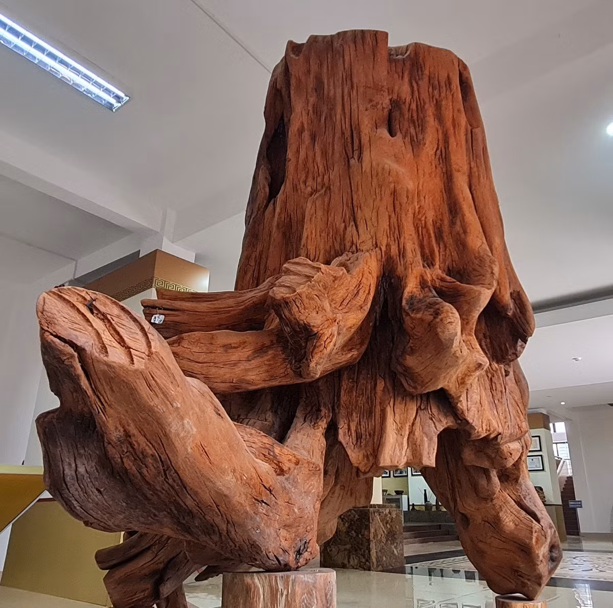 Việt Nam là một trong số ít quốc gia là nơi phân bố của cây sưa. Sưa có 2 loại gồm: sưa trắng và sưa đỏ. Ảnh: Vietnamnet.