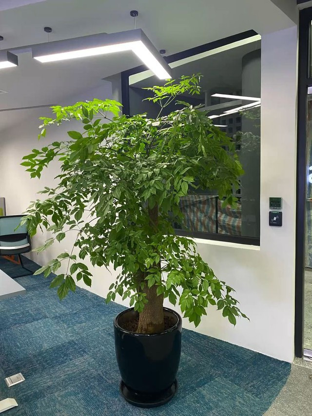  8. Cây hạnh phúc: Cây hạnh phúc không chỉ gây ấn tượng bởi tán lá xanh mướt, dáng cây cao vút đầy sức sống mà còn được xem như "lá phổi nhỏ" trong nhà. Cây có khả năng lọc bụi bẩn, hấp thụ khí độc và mang lại bầu không khí trong lành. Đặt một chậu cây hạnh phúc ở phòng khách hay góc làm việc sẽ khiến không gian thêm tươi mới và dễ chịu.