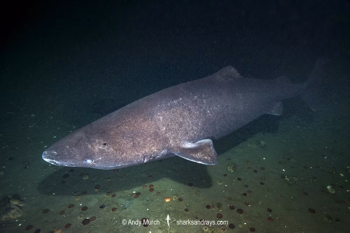 Các nhà khoa học phát hiện cá mập Greenland sở hữu khối lượng gene di truyền khổng lồ lên tới khoảng 6,5 tỉ cặp cơ sở ADN. Đây là loài động vật sở hữu bộ gene di truyền lớn nhất trong số các loài cá mập được giải trình tự cho đến nay. Ảnh: Andy Murch.