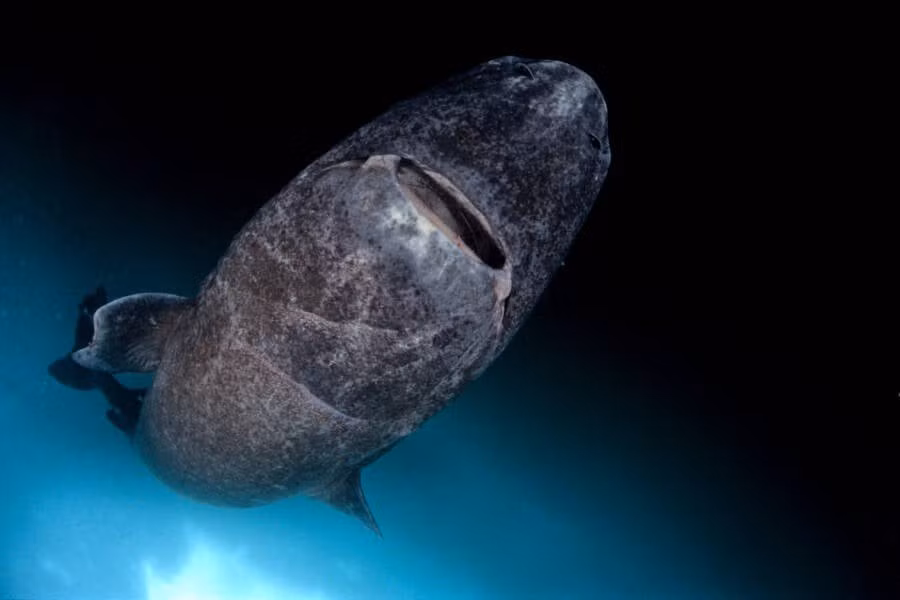 Khi trưởng thành, mỗi cá thể cá mập Greenland có thể đạt chiều dài hơn 6m và nặng hơn 1 tấn. Chúng chỉ dài thêm khoảng 1 - 3 cm mỗi năm. Ảnh: WaterFrame / Alamy Stock Photo.