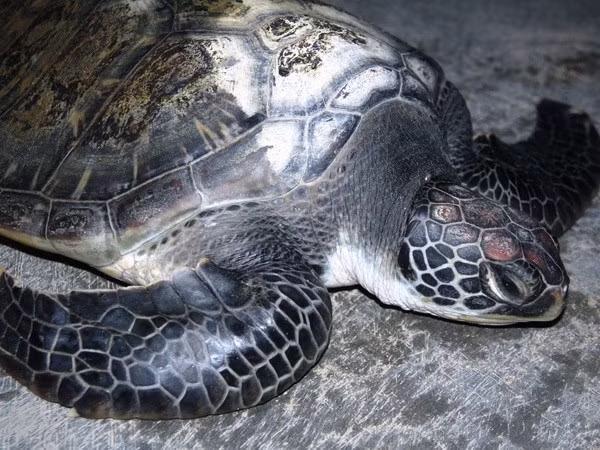 Tại Việt Nam, 5 loài rùa biển quý hiếm được ghi nhận gồm: rùa da, rùa xanh/vích, đồi mồi, quản đồng và đồi mồi dứa. Tất cả những loài này đều nằm trong Sách đỏ. Ảnh: Võ Dung/TTXVN.