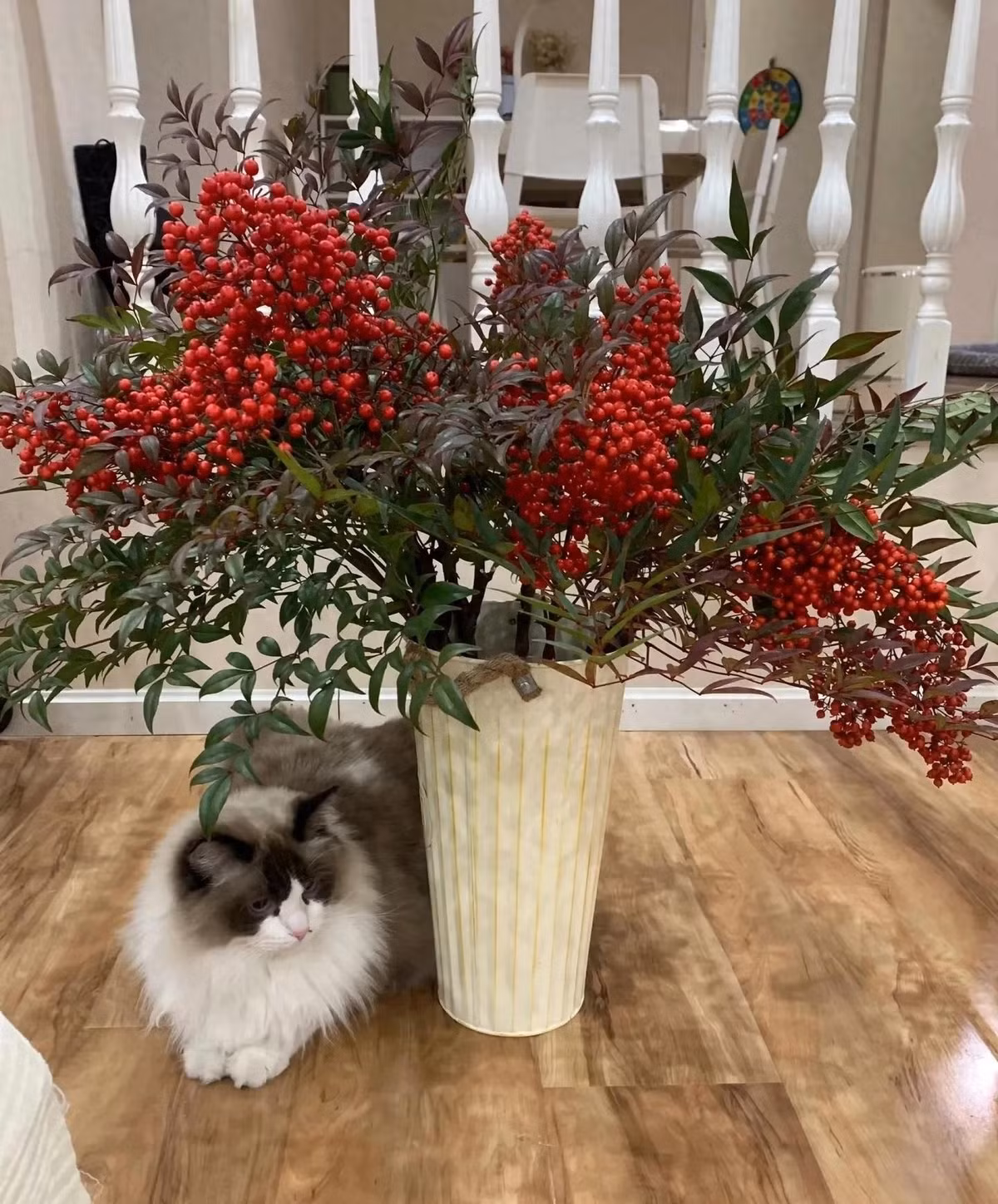  “Tre thiên đường” không hề liên quan đến họ tre Dù được gọi là “tre thiên đường”, nhưng Nandina thuộc họ Hoàng mộc. Cây cao 1–2 mét, thân chồi thẳng đứng, tán lá rậm rạp và hút mắt.