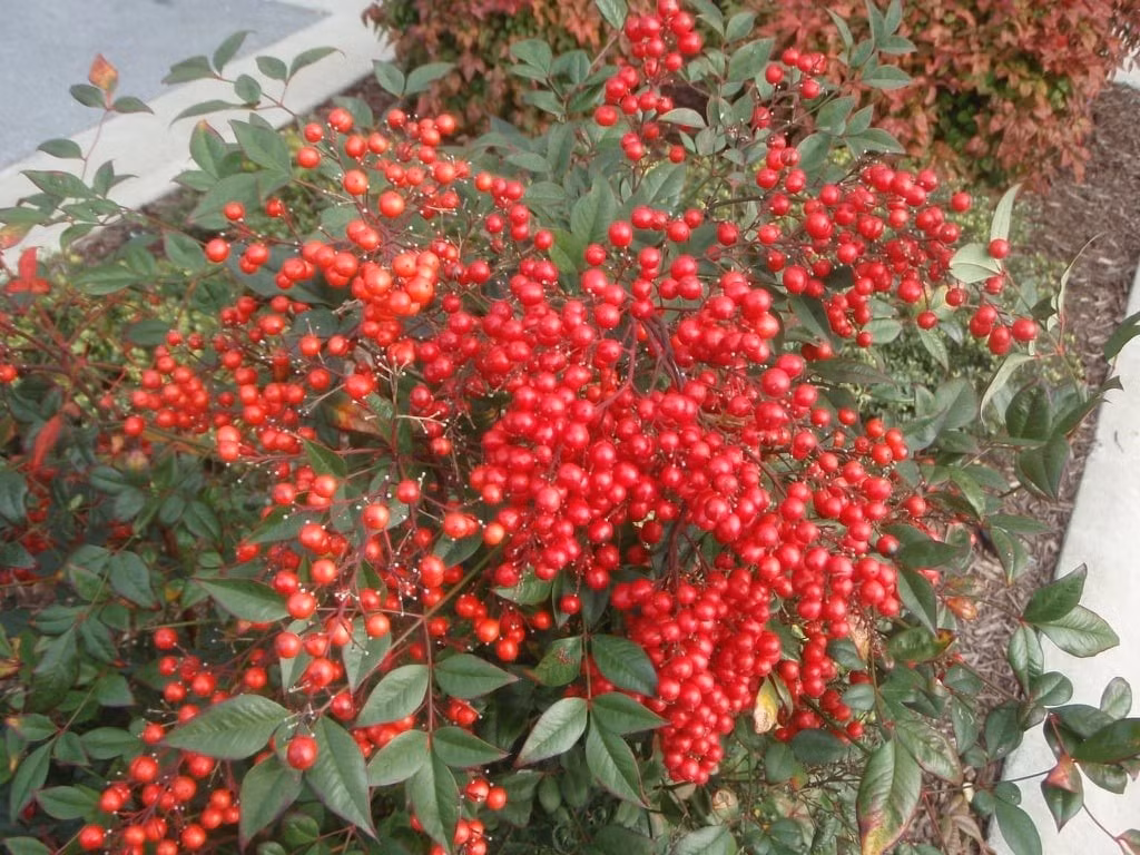  Cây cảnh 10 điểm cả phong thủy lẫn thẩm mỹ Lá xanh – quả đỏ – dáng mềm mại – dễ chăm – ý nghĩa tốt lành. Không quá lời khi nói: nam thiên trúc là cây cảnh nên có trong mọi gia đình Việt.