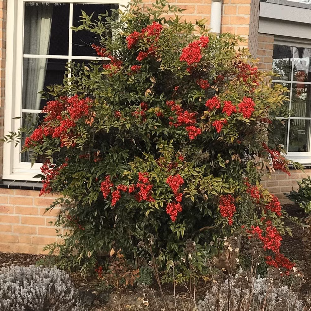  Dễ chăm, dễ sống, hợp cả người mới bắt đầu Nam thiên trúc phù hợp với những ai ít kinh nghiệm làm vườn. Cây dễ sống, không đòi hỏi chăm sóc cầu kỳ, lại luôn giữ được dáng đẹp quanh năm.