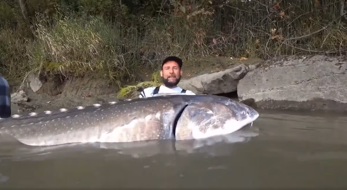 Theo nội dung video, cần thủ Grisendi và những người bạn đã đi thuyền ra giữa sông Fraser để câu cá. Không lâu sau, một con cá khổng lồ đã cắn câu khiến Grisendi rất vất vả mới kéo được nó lên thuyền.