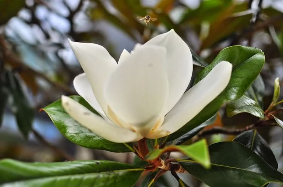 Cây mộc lan: Cây mộc lan gắn liền với hình ảnh người phụ nữ trong văn hóa Trung Quốc, đại diện cho sự dịu dàng nhưng kiên cường.