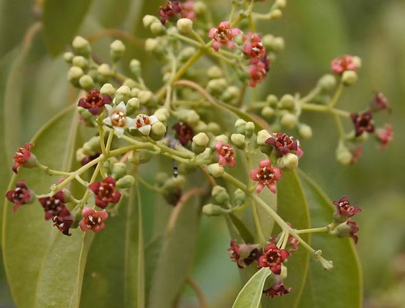 Cây đàn hương: Người Ấn Độ quan niệm cây đàn hương mang lại cảm giác an lành và kết nối với thần linh. Gỗ đàn hương thường được họ dùng trong các nghi lễ tâm linh và để tạo tác tượng thần.