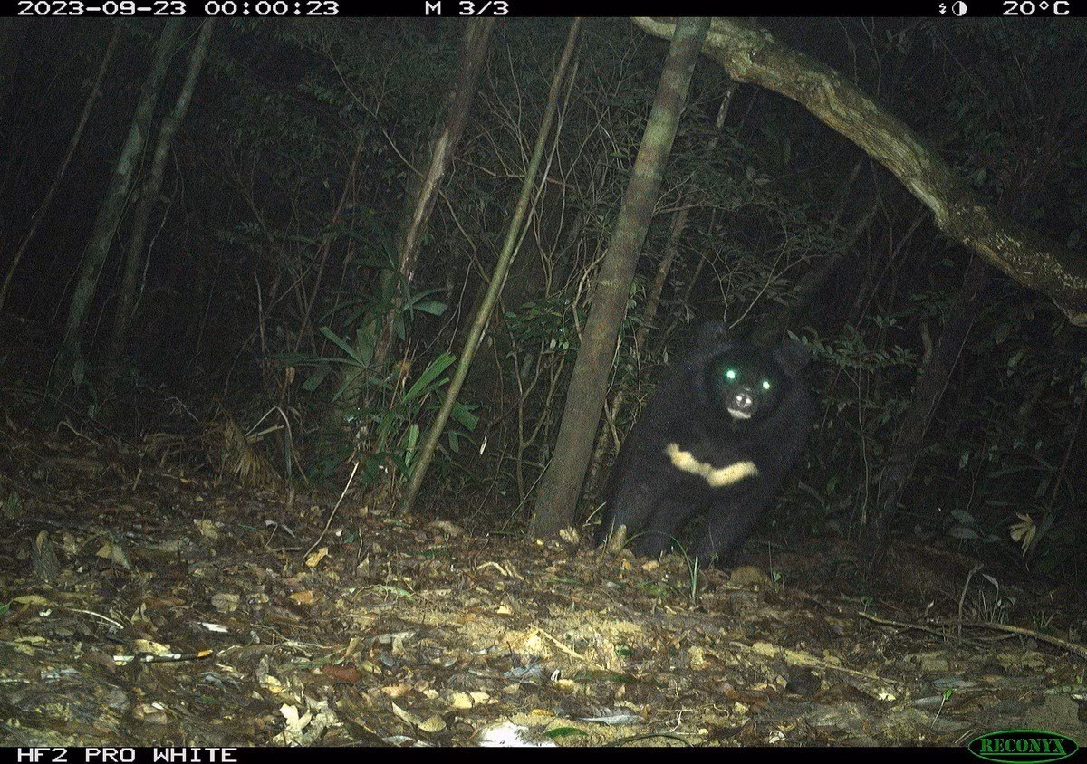 Gấu ngựa có tên khoa học là Ursus thibetanus hay Ursus tibetanus, còn được biết đến với tên gọi gấu đen Tây Tạng, gấu đen Himalaya hay gấu đen châu Á. Ảnh: Khu bảo tồn thiên nhiên bắc Hướng Hóa.