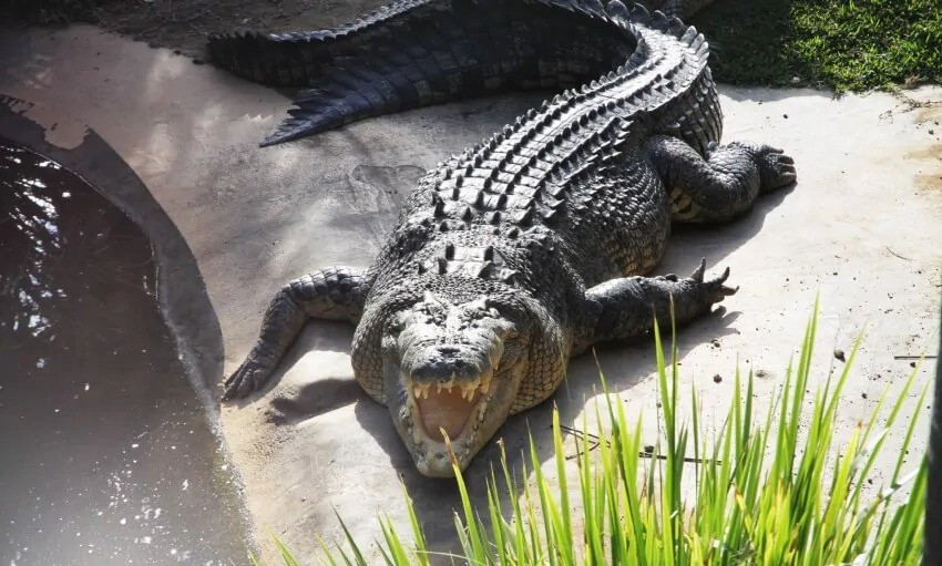 Trong nghiên cứu mới, nhóm chuyên gia đã xác nhận kết luận đó bằng cách sử dụng vật liệu di truyền. Họ đã thu thập ADN ty thể từ hộp sọ và răng của một số mẫu vật lâu đời thuộc nhiều loài cá sấu khác nhau tại các bảo tàng rồi sau đó so sánh chúng với các mẫu mô từ các mẫu vật thuộc các loài cá sấu hiện đại còn sống. Ảnh: currumbinsanctuary.com.au.