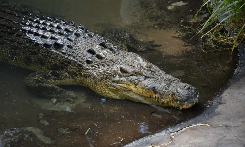 Loài cá sấu nước mặn thích nghi với cuộc sống trên biển nhờ sở hữu các tuyến muối đặc biệt trên lưỡi giúp chúng thải lượng muối dư thừa. Sự thích nghi này có thể đã giúp chúng phân bố rộng khắp khu vực Ấn Độ Dương - Thái Bình Dương và hạn chế sự hình thành thêm các loài khác. Ảnh: currumbinsanctuary.com.au.