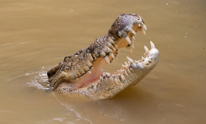 Nhờ vậy, nhóm nghiên cứu phát hiện các dấu hiệu di truyền của cá sấu ở Seychelles trùng khớp chặt chẽ với các dấu hiệu di truyền của cá sấu nước mặn. Điều đó cho thấy phạm vi sinh sống của loài cá sấu này trải dài hơn 12.000 km từ đông sang tây trước khi quần thể ở Seychelles bị tuyệt chủng. Ảnh: currumbinsanctuary.com.au.