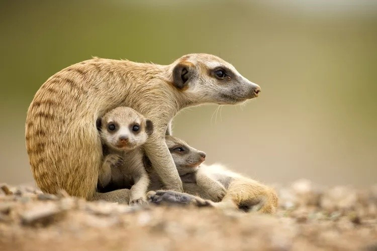 Tuy nhiên, một vài ngoại lệ vẫn tồn tại trên thế giới như loài khỉ đầu chó mandrill có màu đỏ và xanh lam nổi bật trên khuôn mặt. Tuy nhiên, các màu sắc đó chỉ xuất hiện ở vùng không có lông. Ảnh: Paul Souders / Getty Images.