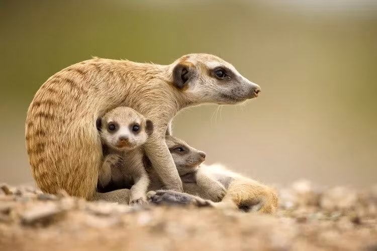 Tuy nhiên, một vài ngoại lệ vẫn tồn tại trên thế giới như loài khỉ đầu chó mandrill có màu đỏ và xanh lam nổi bật trên khuôn mặt. Tuy nhiên, các màu sắc đó chỉ xuất hiện ở vùng không có lông. Ảnh: Paul Souders / Getty Images.