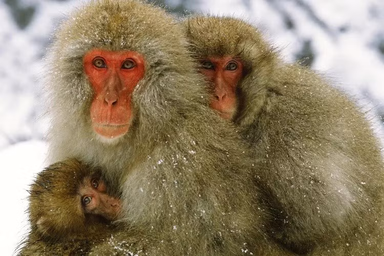 Lối sống về đêm cũng ảnh hưởng đến thị giác màu của động vật có vú. Phần lớn chúng chỉ có thị giác lưỡng sắc, tức là chỉ có 2 trong 3 loại tế bào nón giúp nhận biết màu sắc trong mắt. Điều này khiến chúng khó phân biệt các màu như đỏ, cam, tím hay xanh ngọc. Ảnh: JinYoung Lee / Shutterstock.