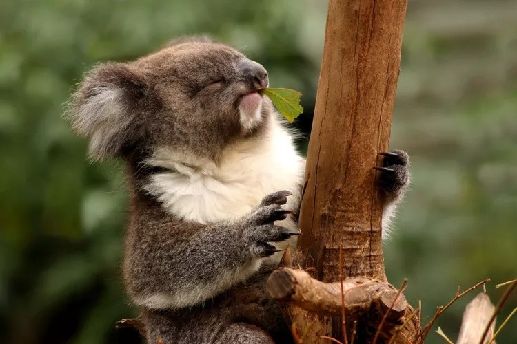 Các nhà khoa học cho rằng, lịch sử tiến hóa cũng đóng vai trò quan trọng đến màu sắc của động vật có vú. Khi lần đầu tiên xuất hiện, khủng long là những kẻ săn mồi thống trị. Để tránh bị phát hiện, tổ tiên của động vật có vú sống chủ yếu về đêm trong hơn 100 triệu năm. Ảnh: Kaspars Grinvalds / Shutterstock.