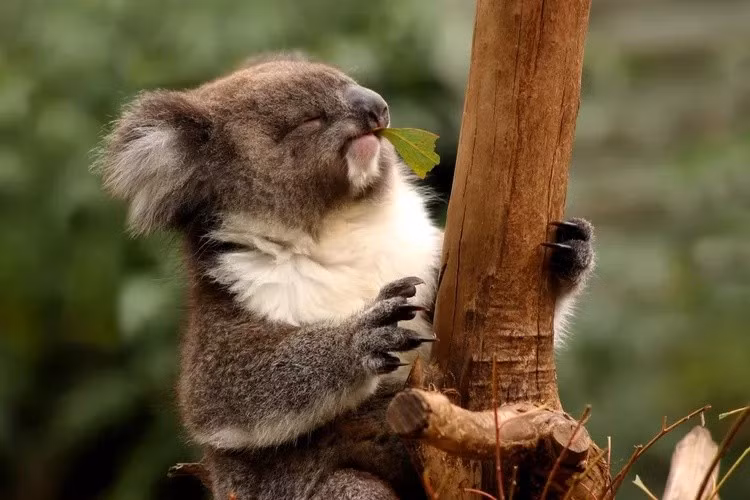 Các nhà khoa học cho rằng, lịch sử tiến hóa cũng đóng vai trò quan trọng đến màu sắc của động vật có vú. Khi lần đầu tiên xuất hiện, khủng long là những kẻ săn mồi thống trị. Để tránh bị phát hiện, tổ tiên của động vật có vú sống chủ yếu về đêm trong hơn 100 triệu năm. Ảnh: Kaspars Grinvalds / Shutterstock.