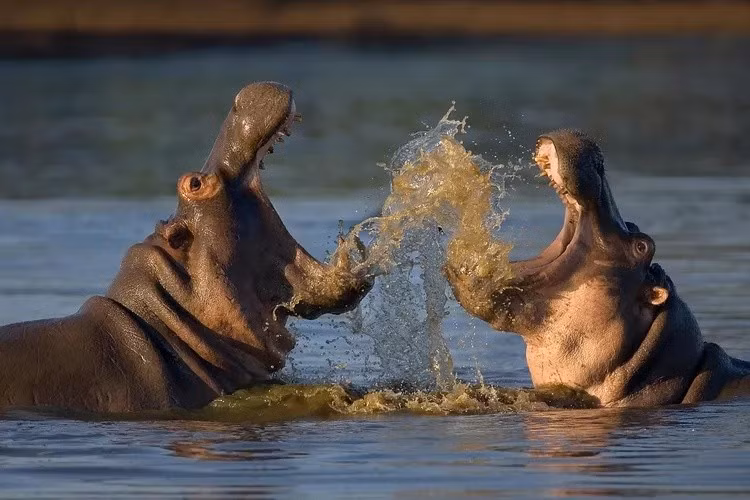 Nếu các cá thể trong loài không nhìn thấy màu sắc rực rỡ thì việc tiến hóa những màu này cũng không mang lại nhiều lợi ích cho động vật có vú. Ảnh: Shutterstock.