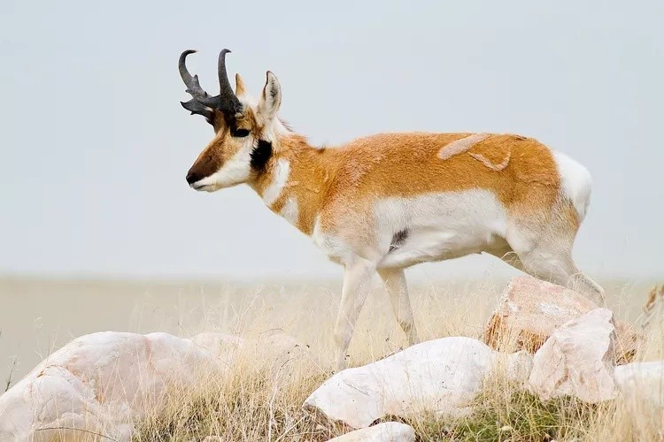 Ngoài ra, cấu trúc sợi lông của động vật có vú cũng hạn chế khả năng tạo màu. Khác với lông vũ của chim hay vảy của bò sát, lông thú có cấu trúc đơn giản hơn nên không thể sản xuất hoa văn ở cấp độ nano cần thiết cho màu cấu trúc. Do đó, phần lớn động vật có vú không có màu sắc rực rỡ bắt mắt như nhiều loài khác. Ảnh: MyLoupe UIG / iStockphoto.