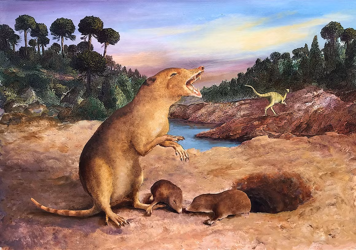 Trong số nhiều loại sắc tố tạo màu ở động vật như carotenoid, porphyrin hay pterin, động vật có vú hầu như chỉ sử dụng melanin. Theo nghiên cứu, melanin tạo ra các màu phổ biến như đen, nâu hoặc xám. Khi không có melanin, lông của động vật sẽ có màu trắng tương tự như trường hợp của gấu trúc hay ngựa vằn. Ảnh: 2022 Anatomical Society/Wiley.