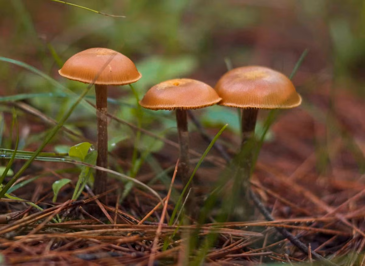 Nấm mũ đầu lâu mùa thu (Autume Skullcap/Galerina marginata) là loài nấm độc cực nguy hiểm mọc trên gỗ. Loại nấm này có chứa chất amatoxin nguy hiểm, chịu được nhiệt độ cao. Ảnh: iStock.com/Alika Obrazovskaya.