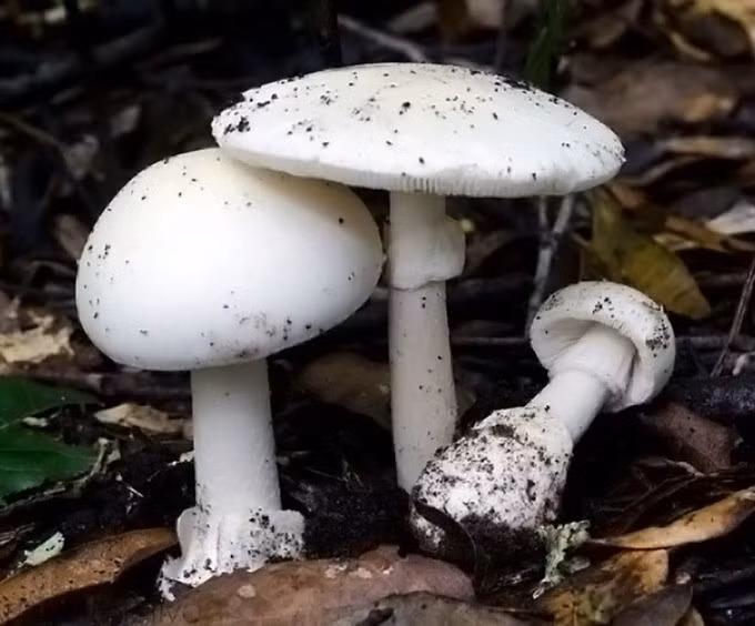 Nấm độc tán trắng (Amanita verna) là một trong những loài nấm độc nhất trên thế giới. Có biệt danh là "thần chết", nấm độc tán trắng có quan hệ họ hàng gần gũi với nấm tử thần (Amanita phalloides), thuộc giống nấm Amanita. Ảnh: Mondo Funghi.