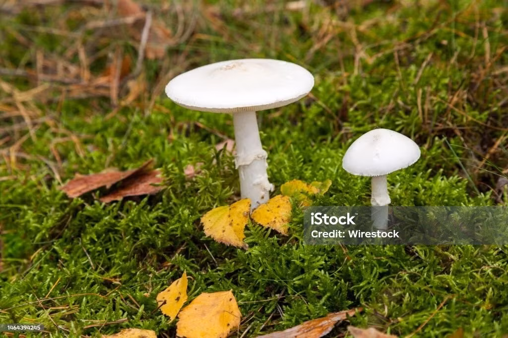 Loài nấm độc tán trắng thường mọc nhiều vào mùa Xuân hoặc mùa mưa, khi nhiệt độ không khí mát và ẩm. Chúng có đặc điểm nổi bật là mũ nấm màu trắng, bề ngoài mũ nhẵn bóng. Khi trưởng thành, mũ mở rộng có đường kính 5 - 10 cm và hơi nhớt khi trời ẩm. Ảnh: istockphoto.