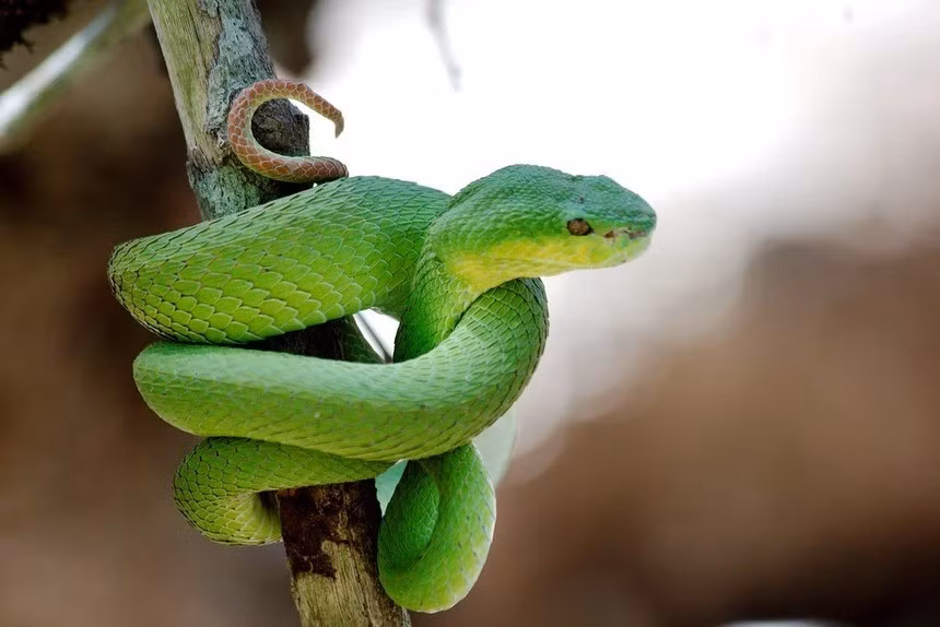 Rắn lục đuôi đỏ là tên gọi chung của một nhóm các loài rắn thuộc chi Trimeresurus, họ rắn lục (Viperidae). Ảnh: flickr.