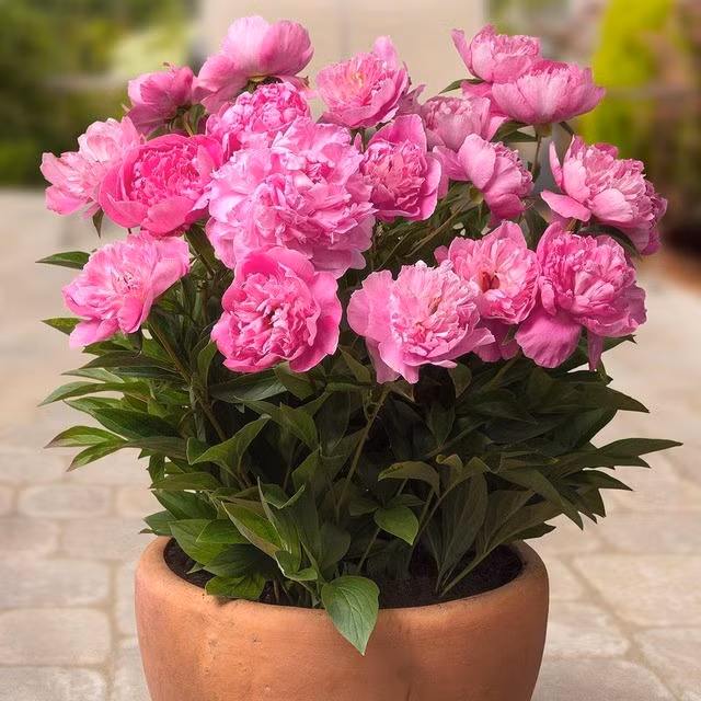  1. Hoa mẫu đơn: biểu tượng của phú quý và tình duyên viên mãn. Được mệnh danh là "quốc sắc thiên hương", hoa mẫu đơn từ lâu đã được xem là biểu tượng của sự giàu sang, quyền quý.