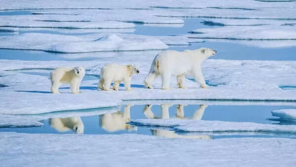 Các đo lường mới dựa trên 58 trạm GNSS (GPS) đặt xung quanh Greenland, giúp xác định vị trí, thay đổi độ cao ở lớp đá nền cũng như cách hòn đảo bị kéo giãn và co lại. Ảnh: timesofindia.